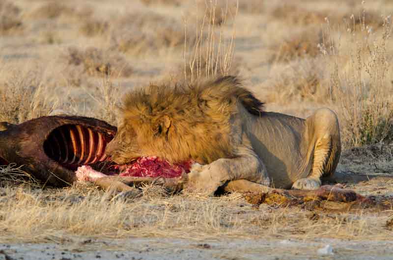 León - parque nacional de Etosha - Namibia 33.jpg